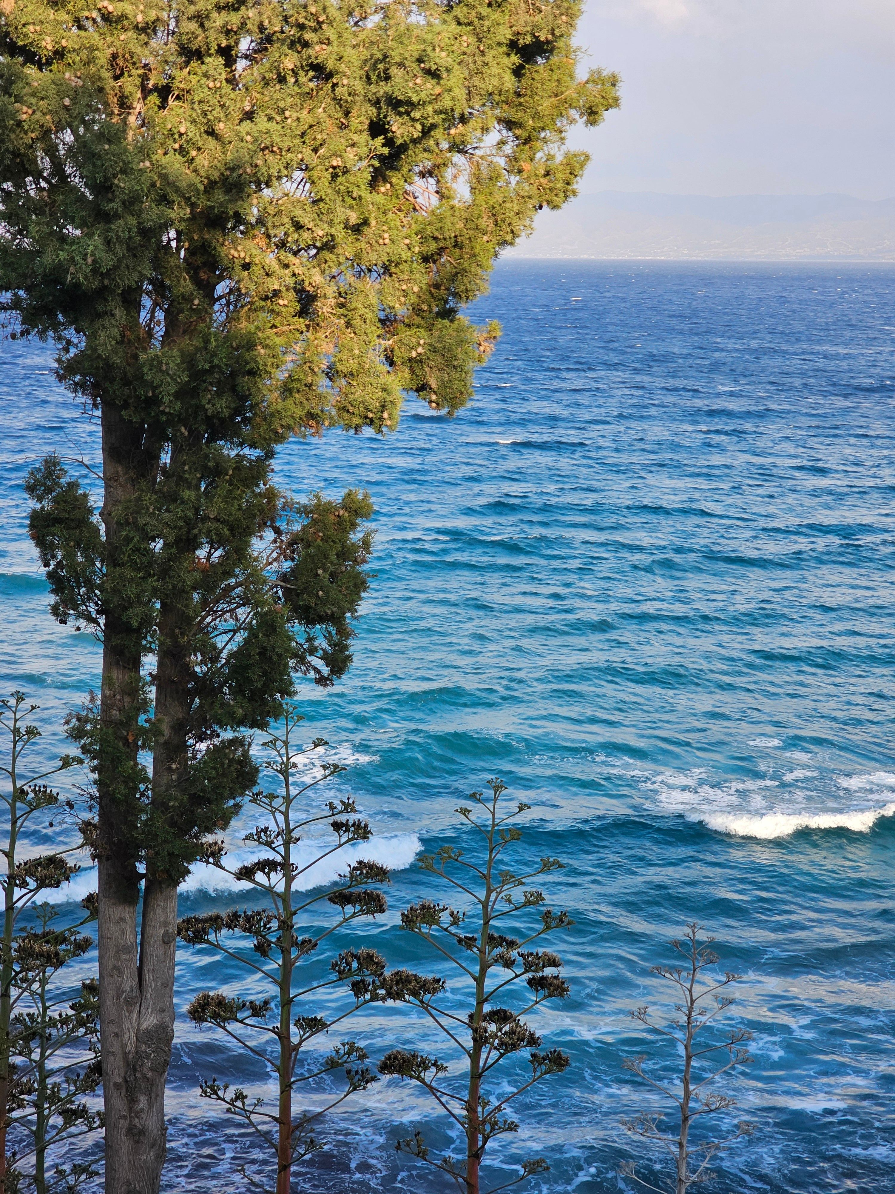 Scenic Ocean View with Coastal Trees · Free Stock Photo