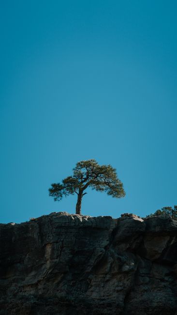 A solitary tree stands atop a rocky cliff under a clear blue sky in Arizona's stunning Red Rock Canyon.