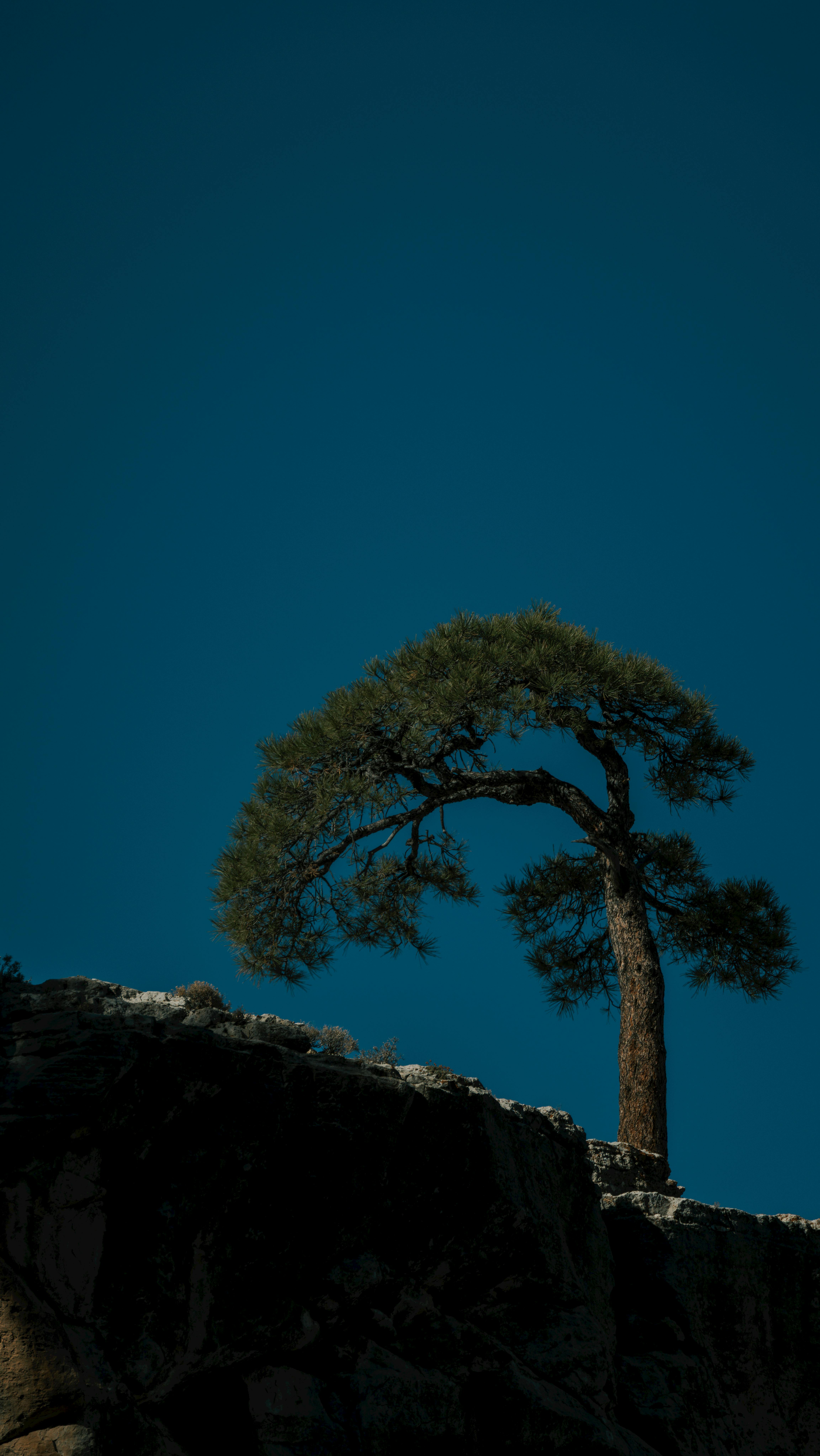 A solitary pine tree stands on a cliff edge under a clear blue sky in Arizona.