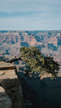 Stunning Grand Canyon view with a solitary tree perched on the edge. Captured in Arizona, USA.