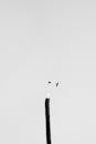 Minimalist Black and White Bird Flight Scene
