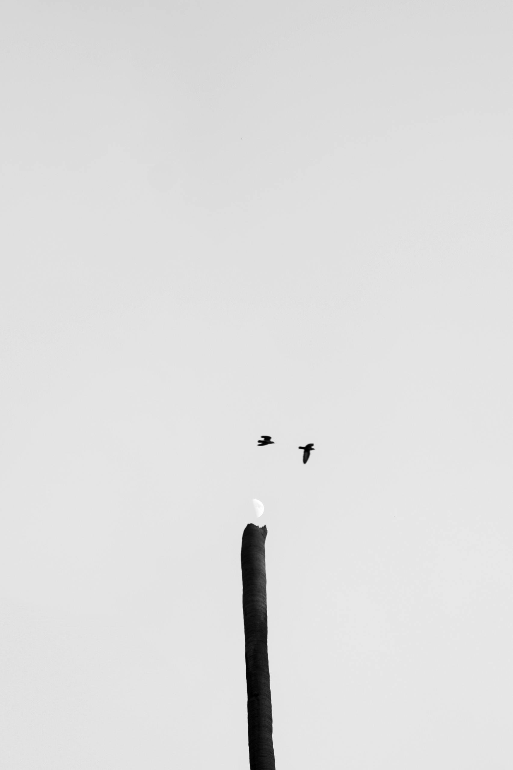Free A minimalist black and white photo of birds flying near a pole against a clear sky. Stock Photo