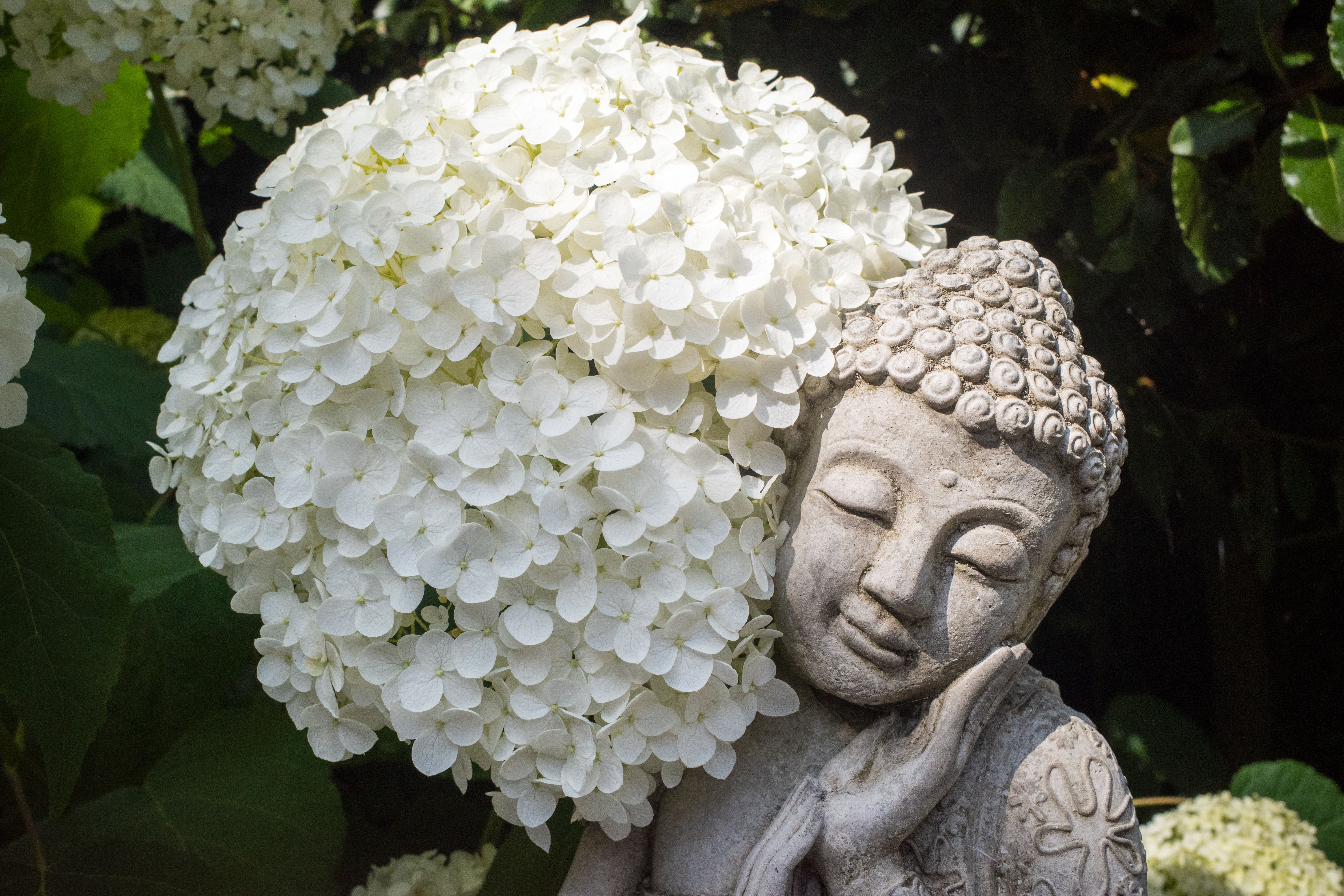 tree form hydrangea small garden uk
