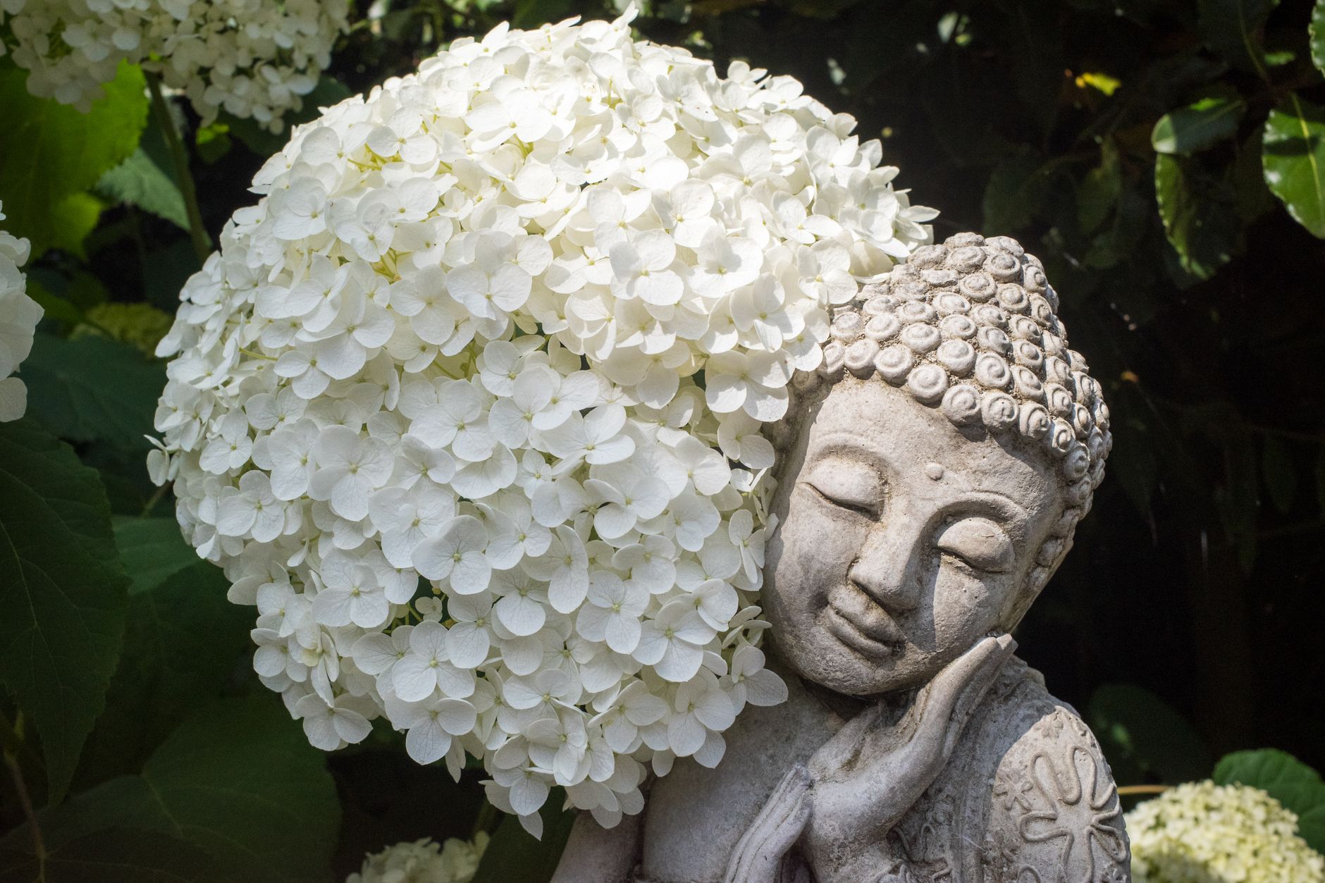 tree form hydrangea small garden uk