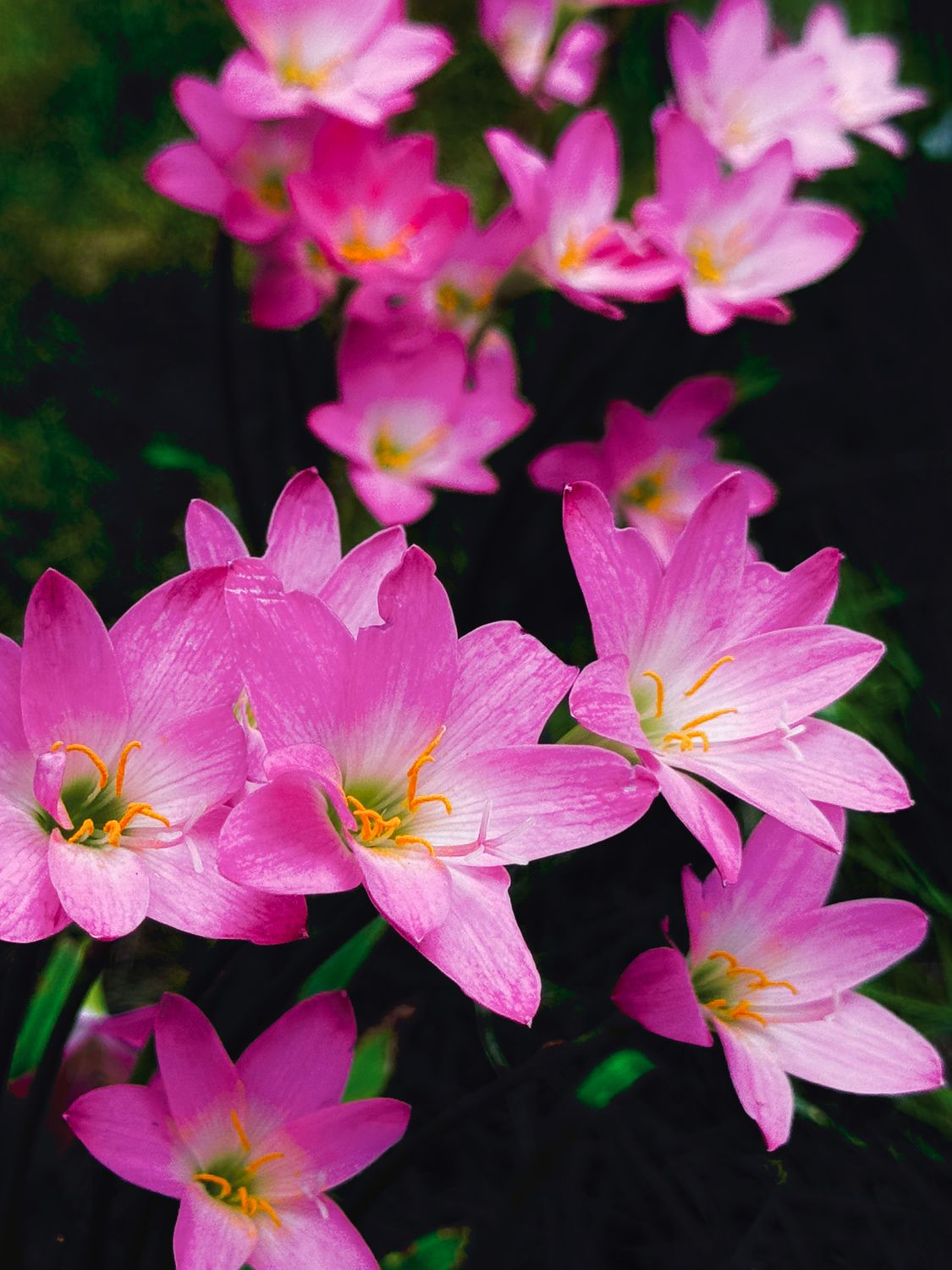 Vibrant Pink Rain Lilies Blooming in Spring · Free Stock Photo