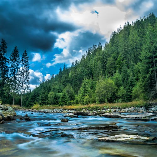 Body of Water Surrounded by Green T