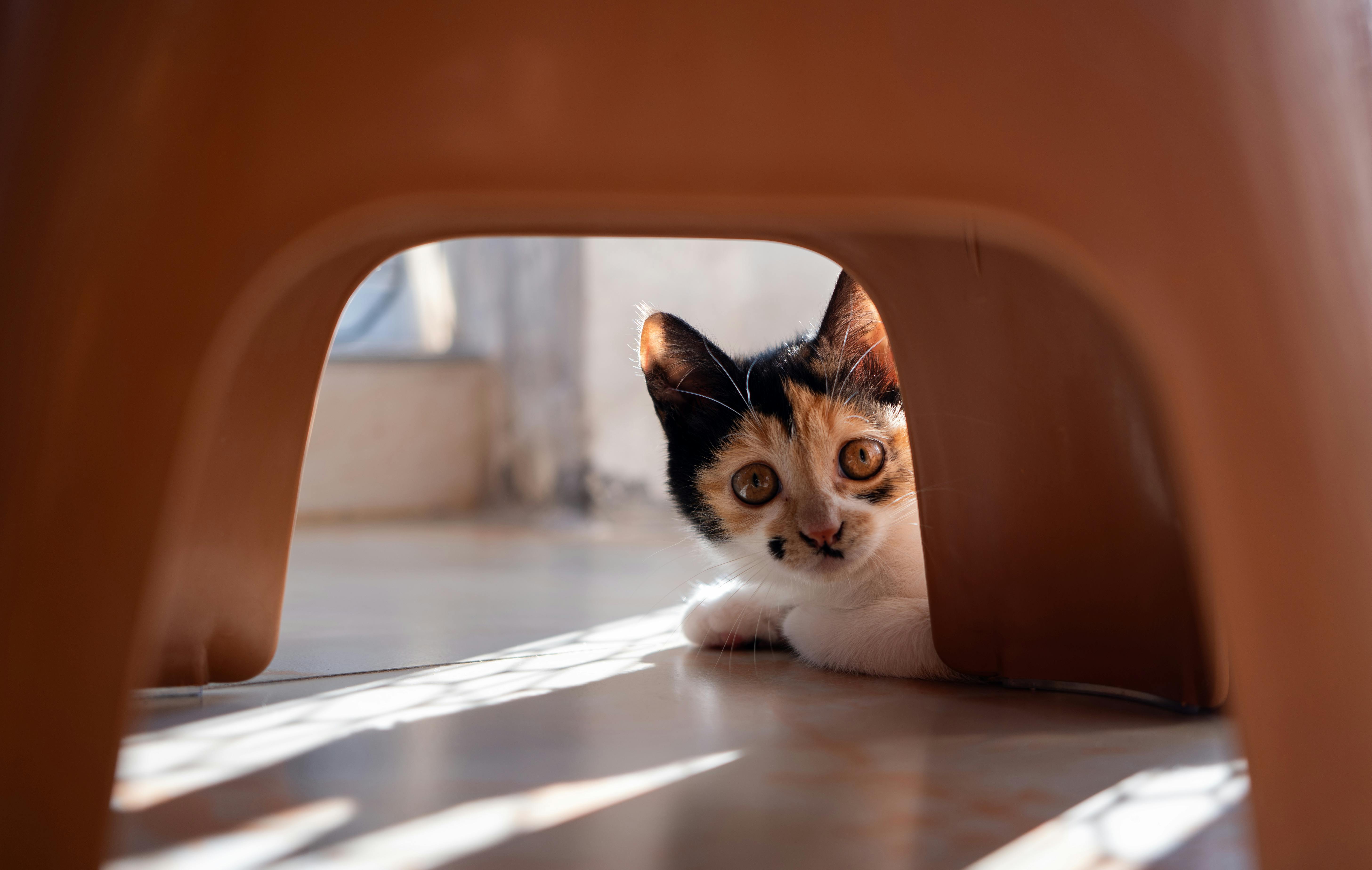 pet care pet safety — Photo by weiliang chen on Pexels