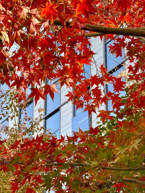 Free Red maple leaves in autumn against a modern building, capturing the essence of city and nature. Stock Photo