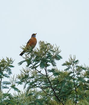 A vibrant American Robin perched atop green foliage under a clear sky.