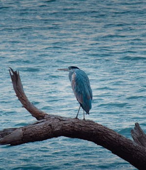 A great blue heron perches on driftwood over calm blue waters, offering a tranquil nature scene.