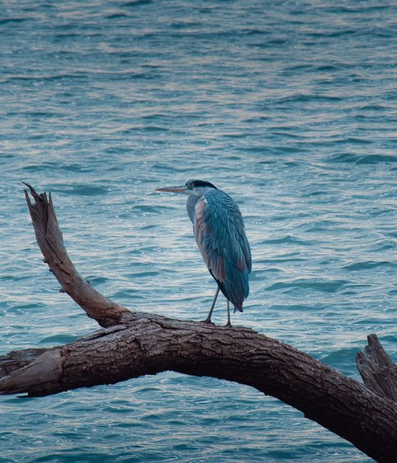 A great blue heron perches on driftwood over calm blue waters, offering a tranquil nature scene.