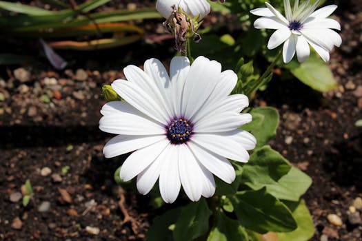 Free stock photo of africandaisy, austria, botanic garden