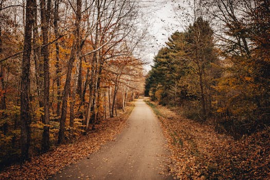 A picturesque country road in Ohio surrounded by vibrant autumn foliage.