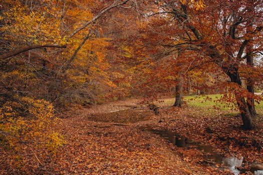 Explore the vibrant autumn colors in Shawnee State Park's serene creek landscape.