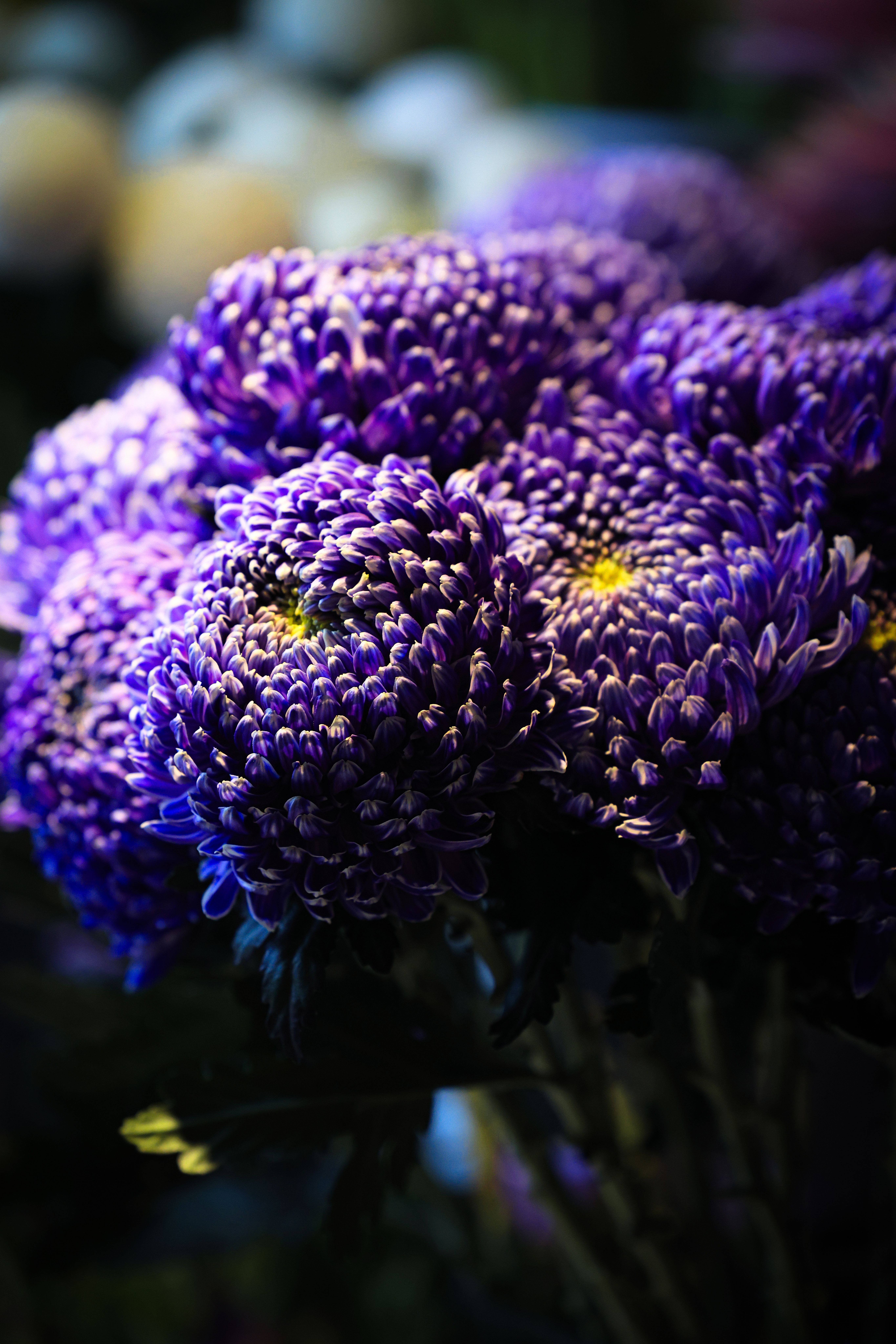 [ColoSach]-close-up-of-vibrant-purple-chrysanthemums-in-bloom,-showcasing-their-intricate-petal-details.
