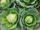 cabbage