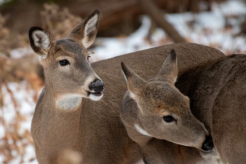 Free Two white-tailed deer peacefully in a snowy forest during winter. Stock Photo