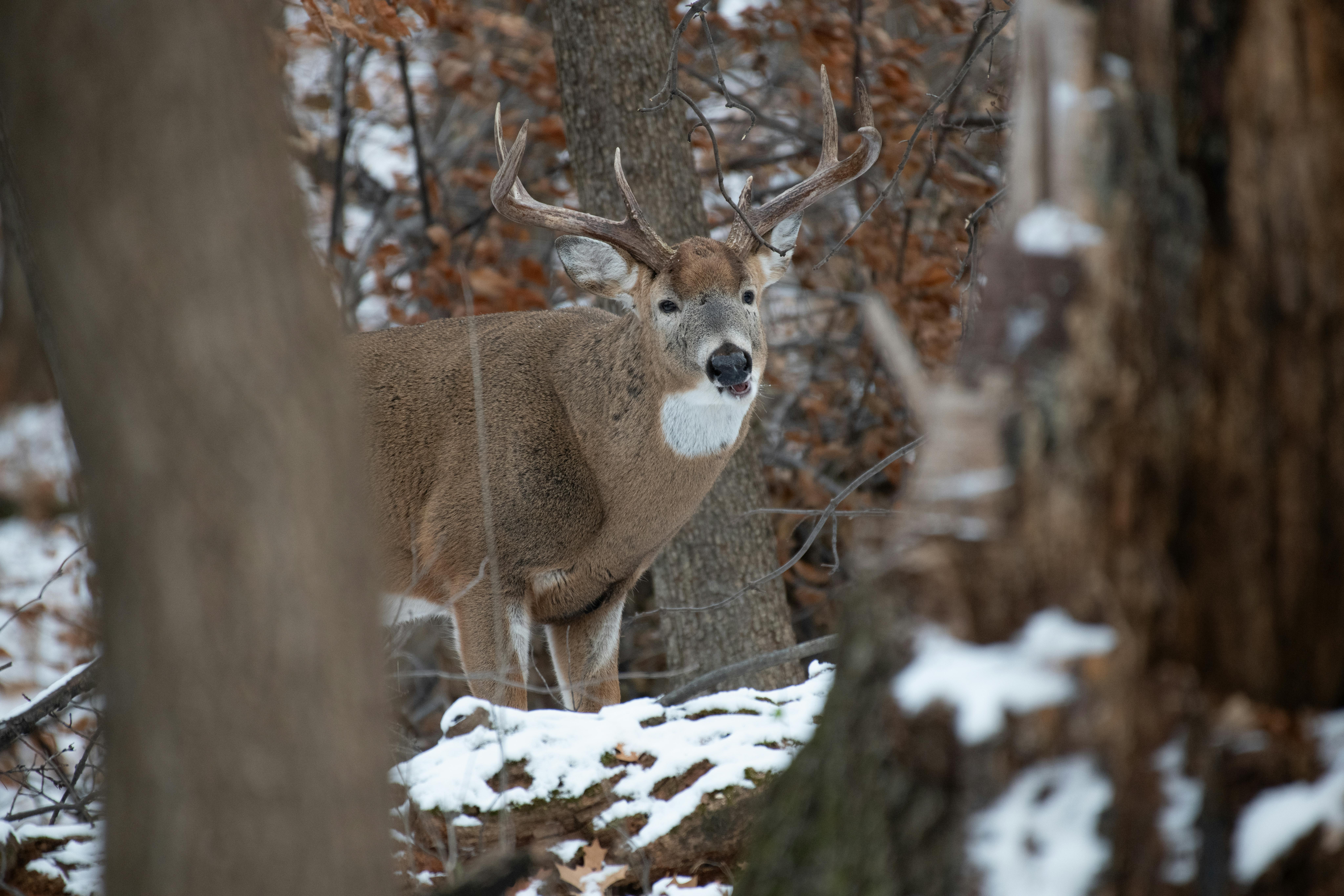 All-Canada Show promotes hunting, fishing and outdoor adventure — Photo by Andrew Patrick Photo on Pexels