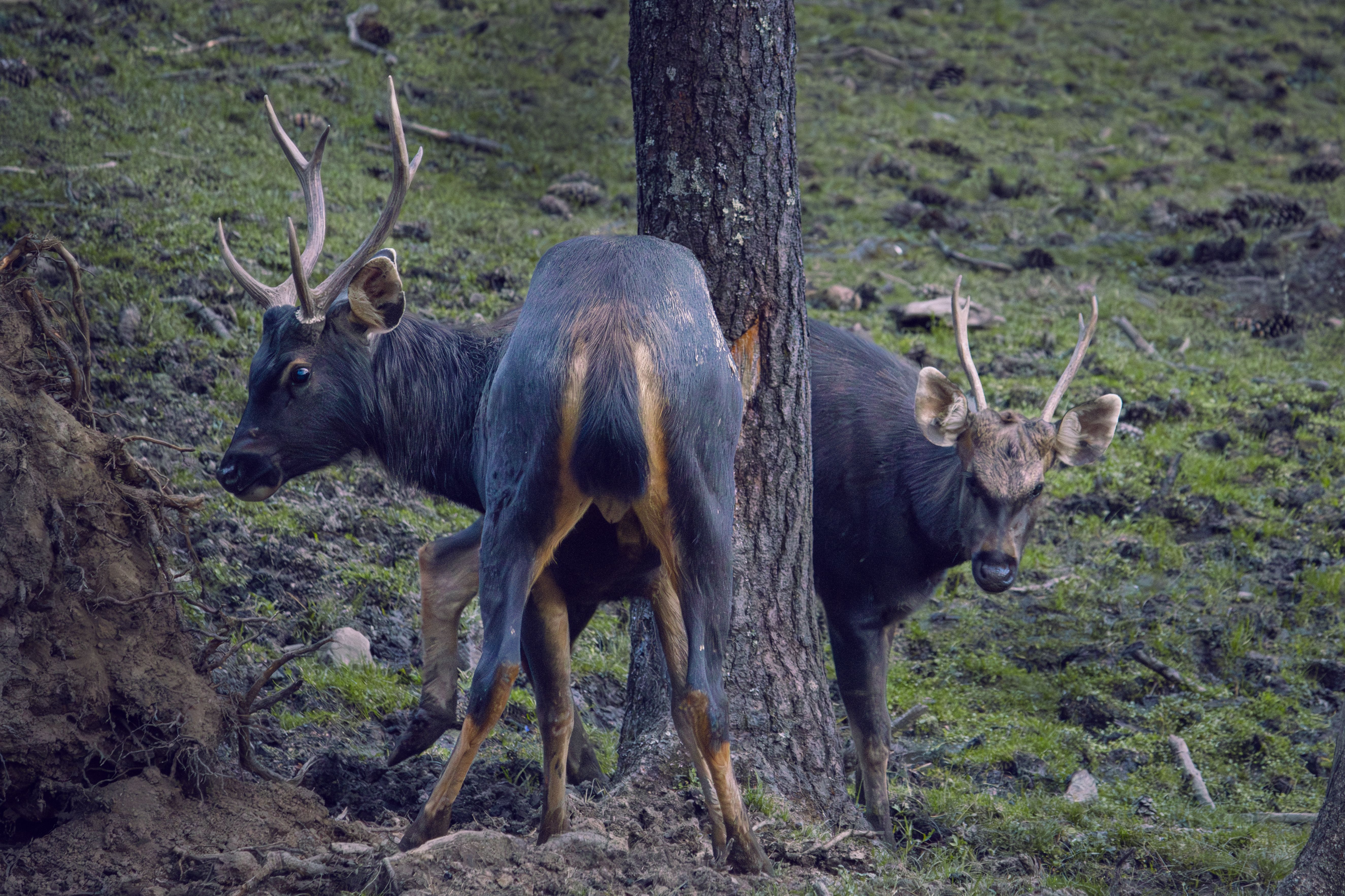 Wildlife Photo of Sambar Deer in Thimphu Forest · Free Stock Photo