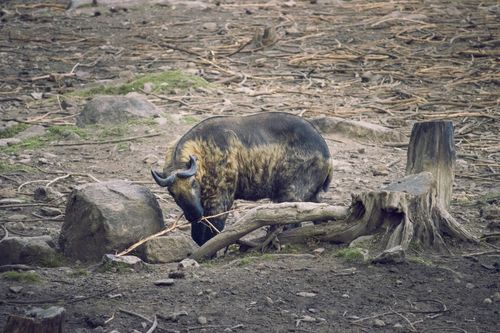 Free A takin, Bhutan's national animal, grazing in a rugged landscape in Thimphu. Stock Photo