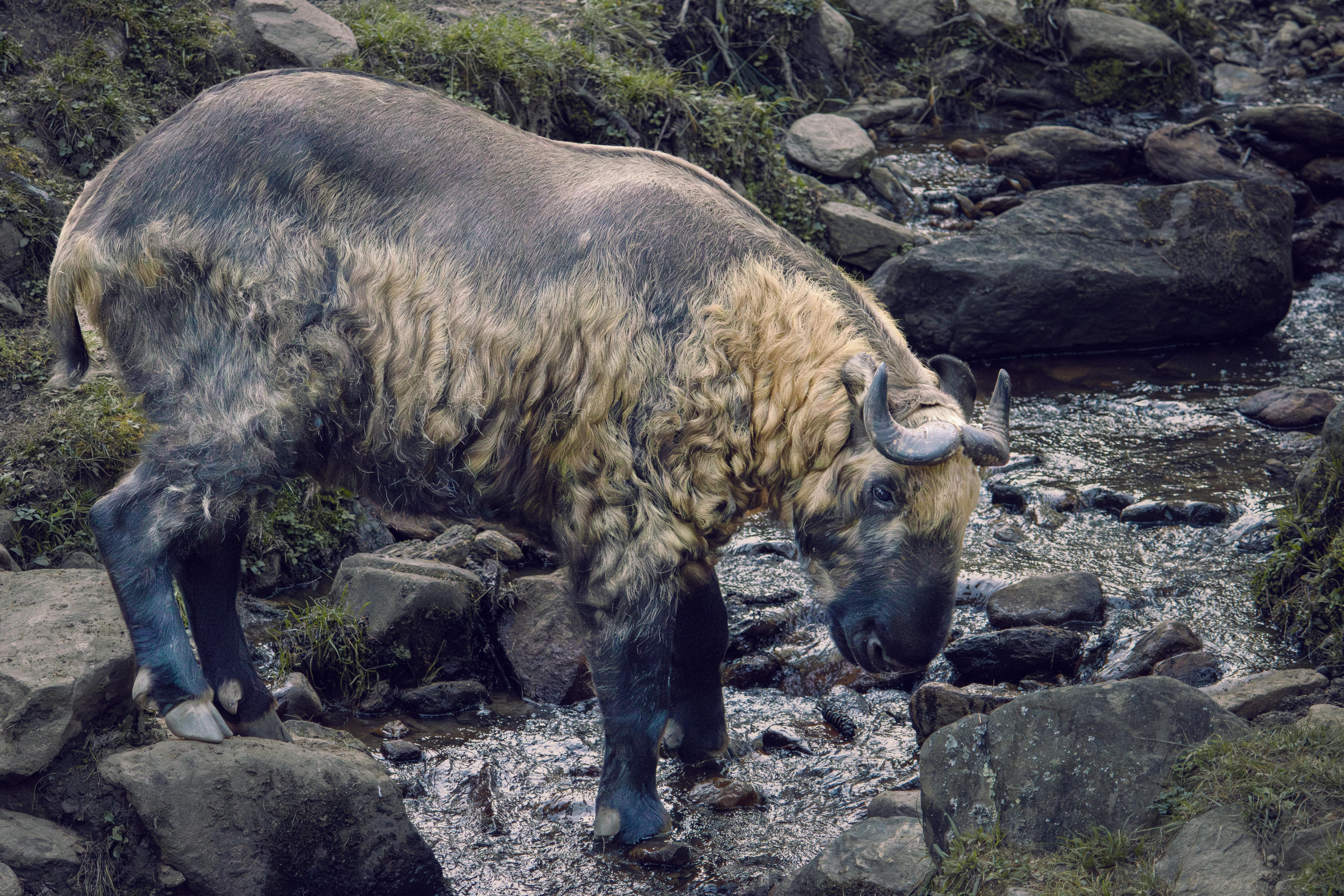 Discovering the Mysterious Yeti: Legend of the Cryptid Species
