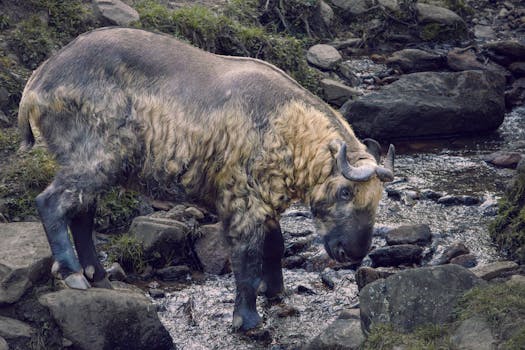 Takin the national animal of bhutan 