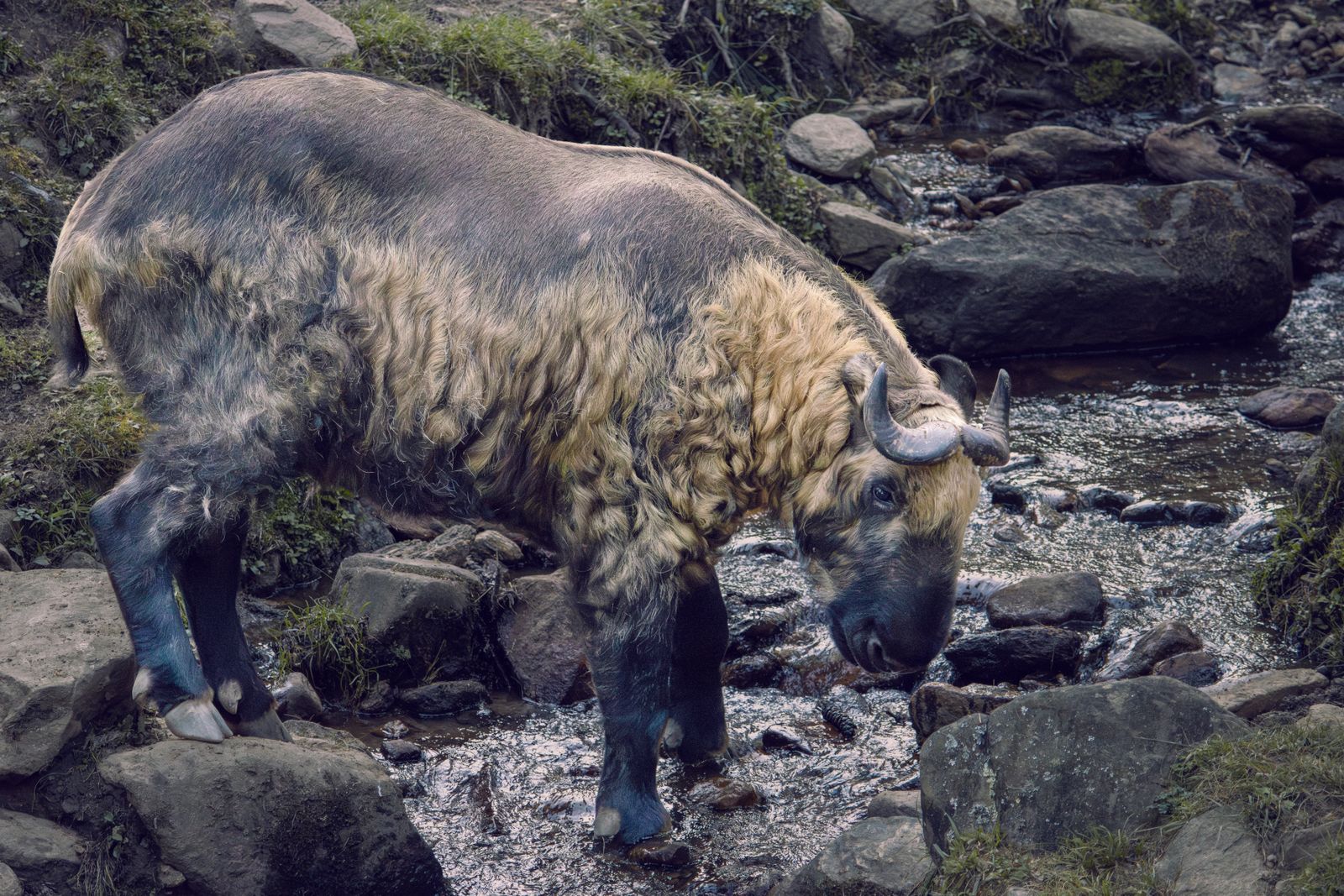A shaggy Bhutan takin, the national animal, stepping through a rocky stream in Thimphu with its horned head lowered