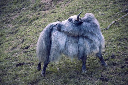 A majestic Himalayan yak grazing on a hillside in Thimphu, Bhutan.