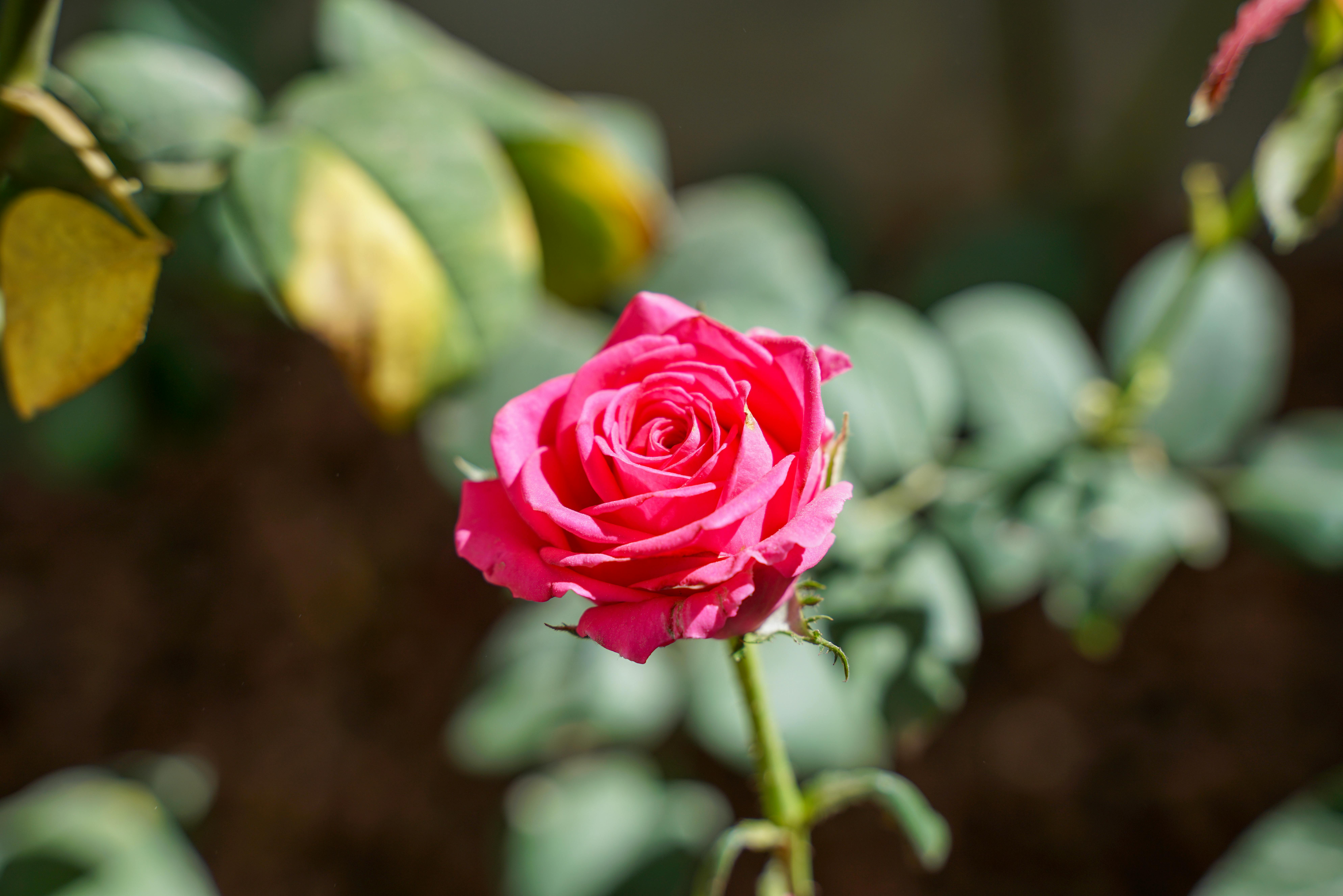 Unconventional Romance Triumphs: Challenging Societal Expectations for Eternal Ecstasy