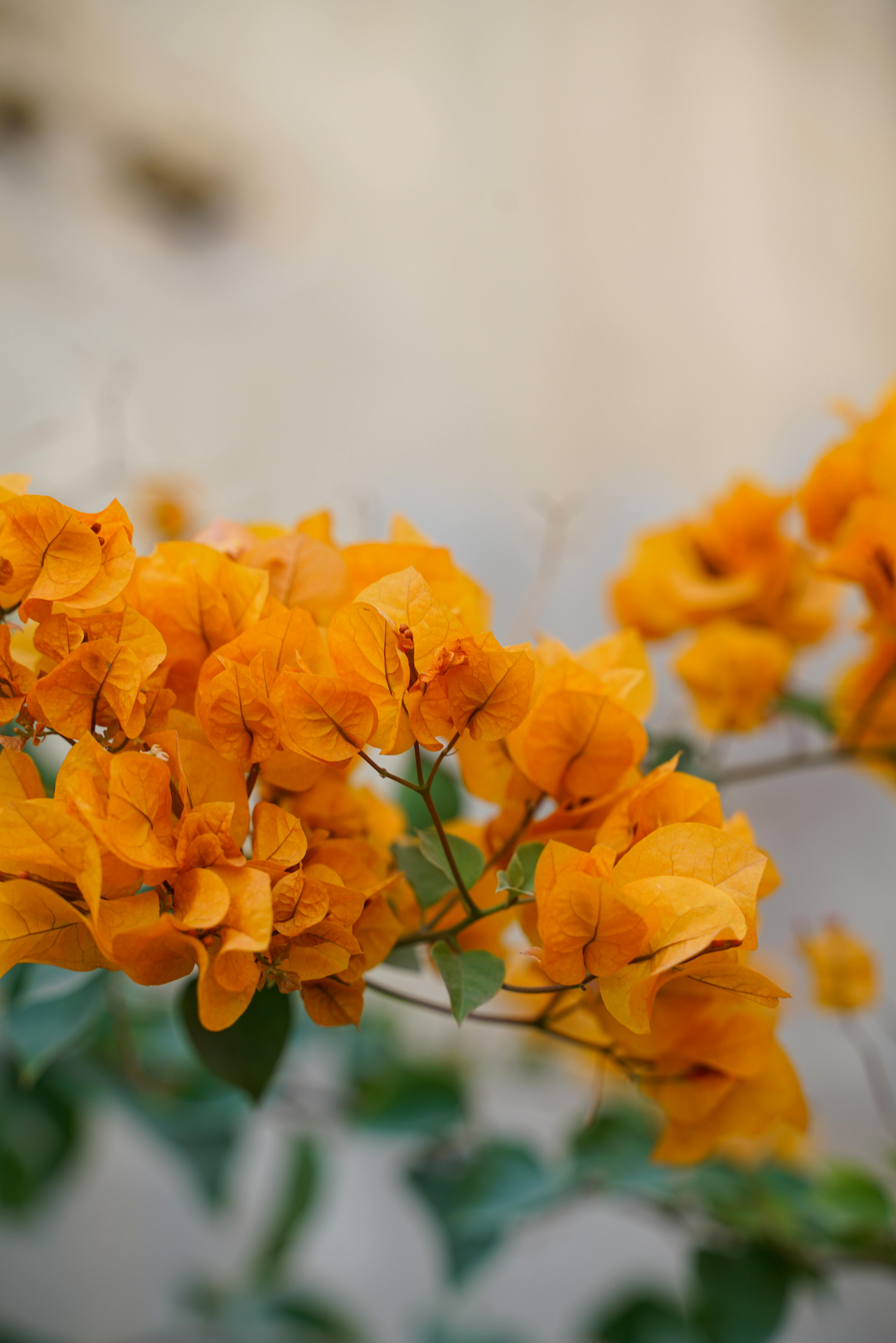 [ColoSach]-bright-orange-bougainvillea-flowers-with-green-leaves,-creating-a-vivid,-natural-scene.
