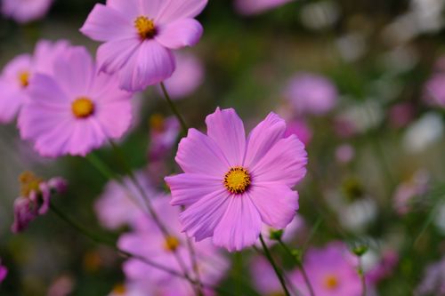 Free Close-up of vibrant pink cosmos flowers in full bloom with a soft focus background. Stock Photo