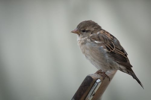 Free Eurasian sparrow perched outdoors in Rostock. Beautiful natural setting. Stock Photo