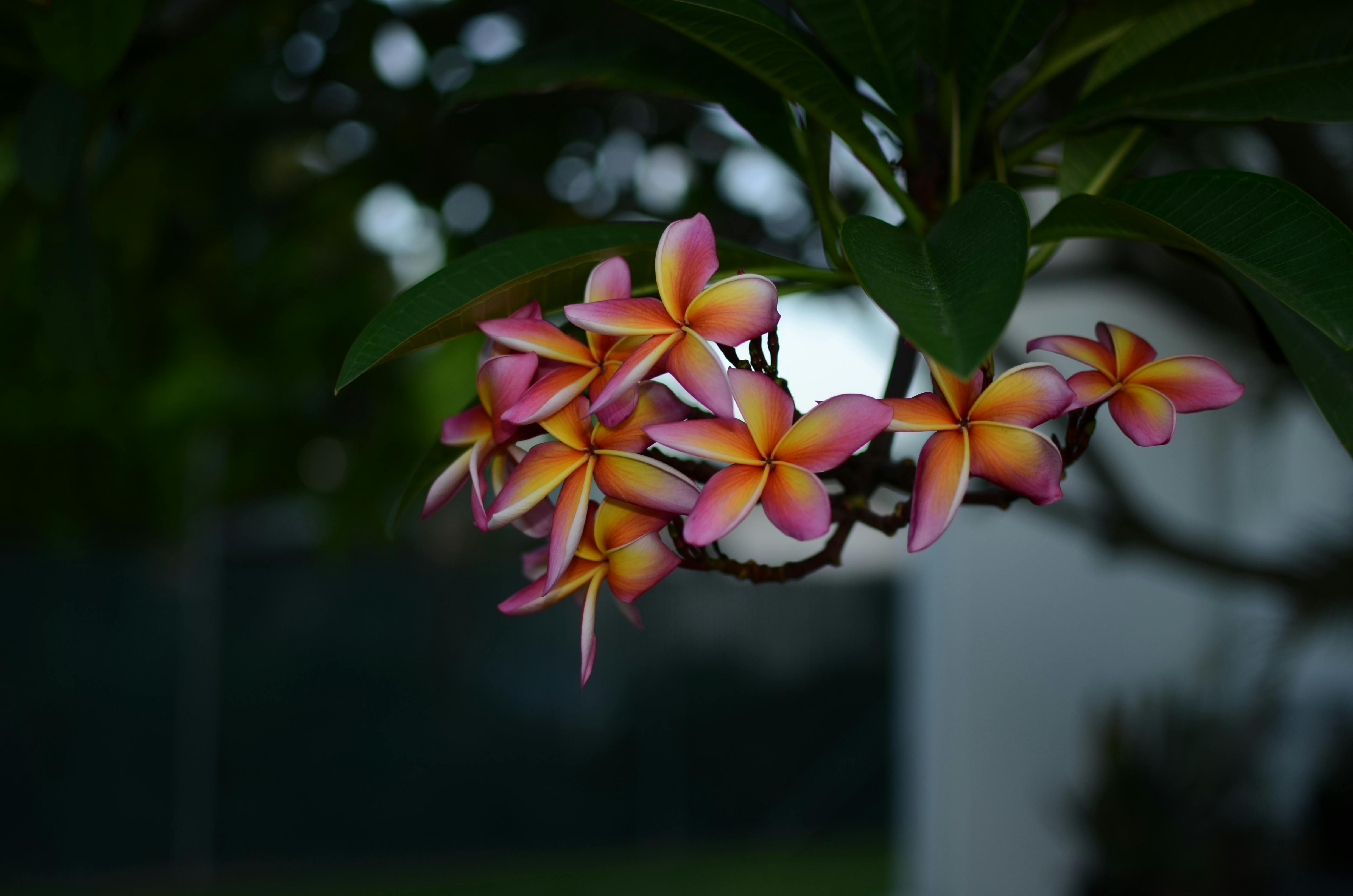 [ColoSach]-beautiful-pink-plumeria-flowers-with-yellow-centers-set-against-lush-green-leaves-in-natural-light.