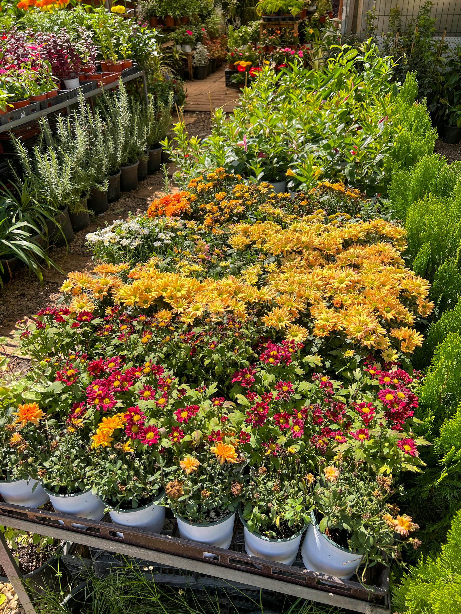 Colorful garden plants at Hahn Hardware garden center
