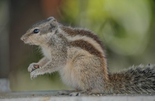 Free A detailed view of an Indian Palm Squirrel outdoors in natural habitat. Stock Photo