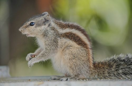 Free Indian palm squirrel with bushy tail and striped fur perched alertly outdoors. Stock Photo