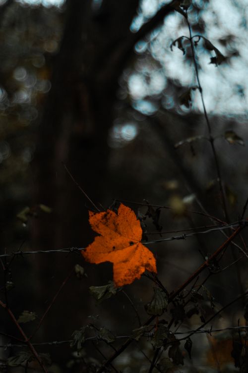 Free A single vibrant orange leaf hanging on a dark branch in a moody forest setting. Stock Photo