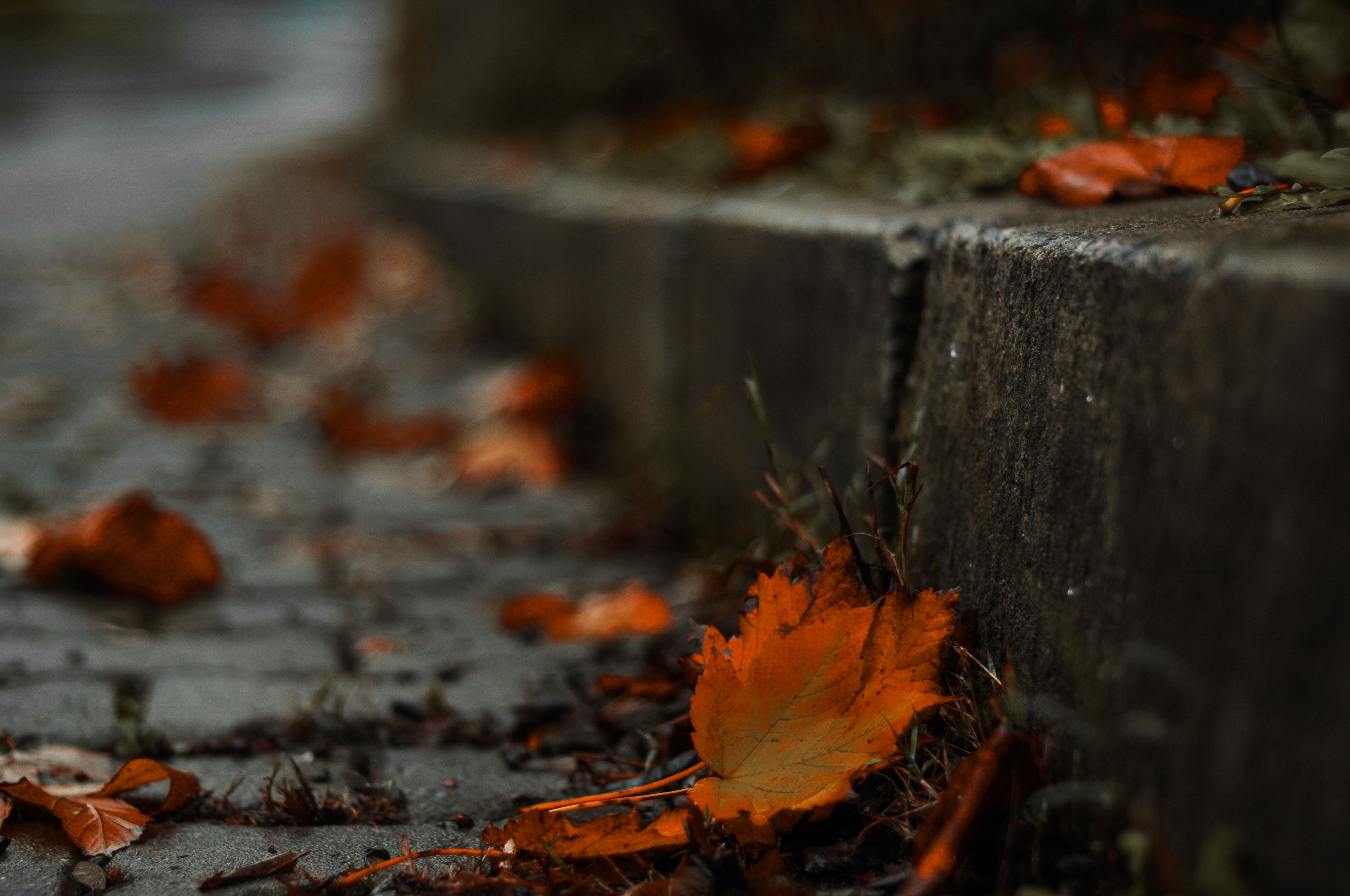 Autumn Leaves on Cobblestone Street · Free Stock Photo