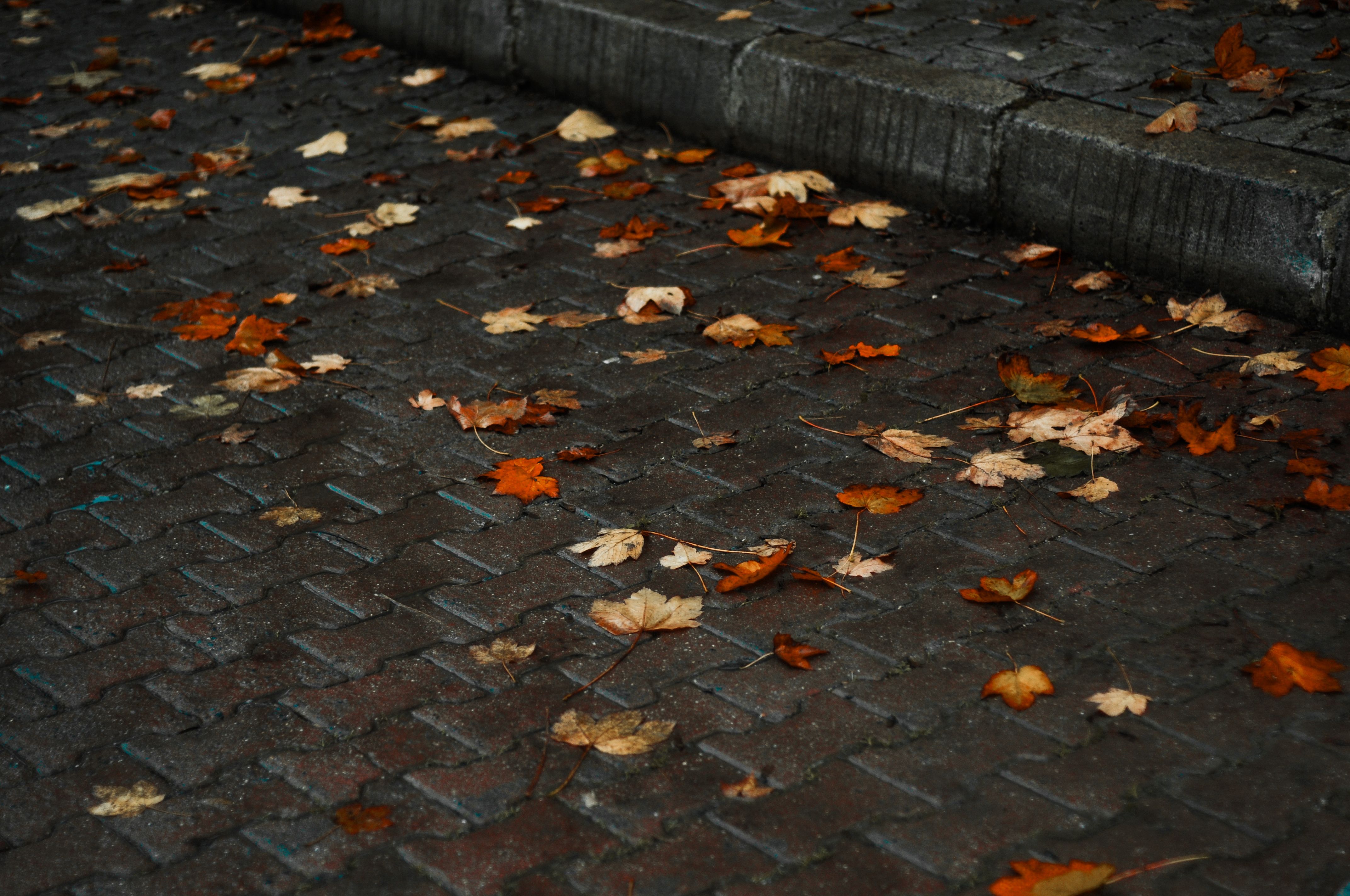 Fallen Autumn Leaves on Wet Cobblestone Street · Free Stock Photo