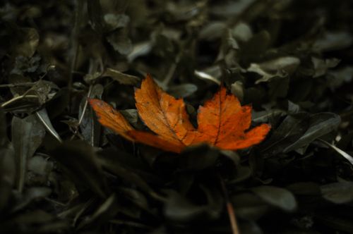 Free A vivid orange autumn leaf rests on a dark, leafy ground, highlighting the contrast of fall. Stock Photo