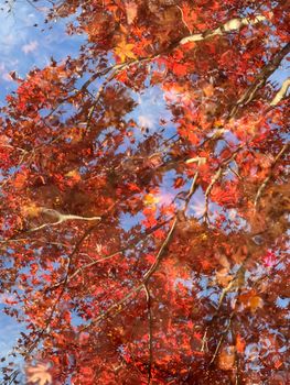 Vibrant autumn leaves reflecting in water in Kyoto, Japan.