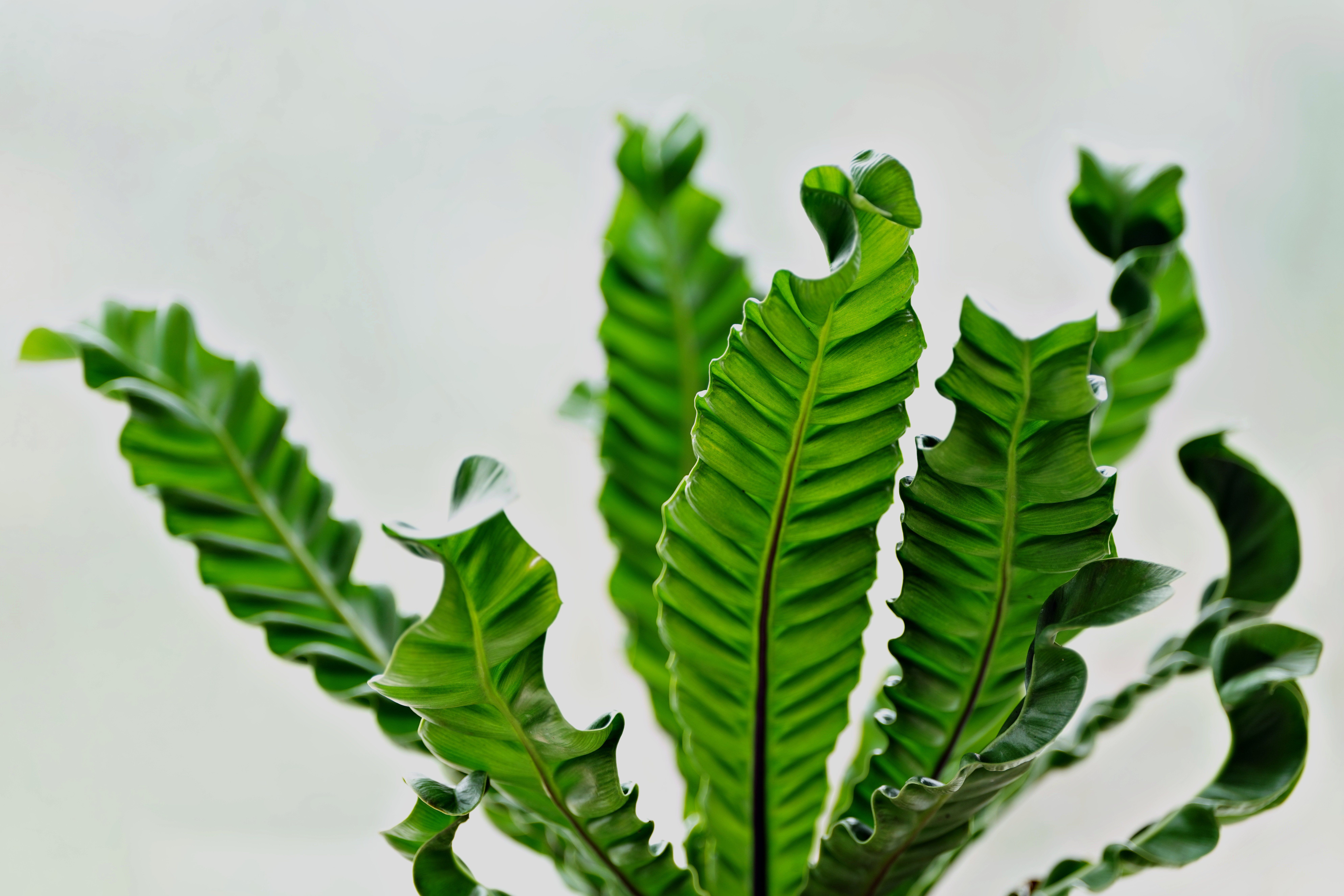 Close-up de folhas verdes luxuriantes de samambaia ninho de pássaro com um fundo suave.