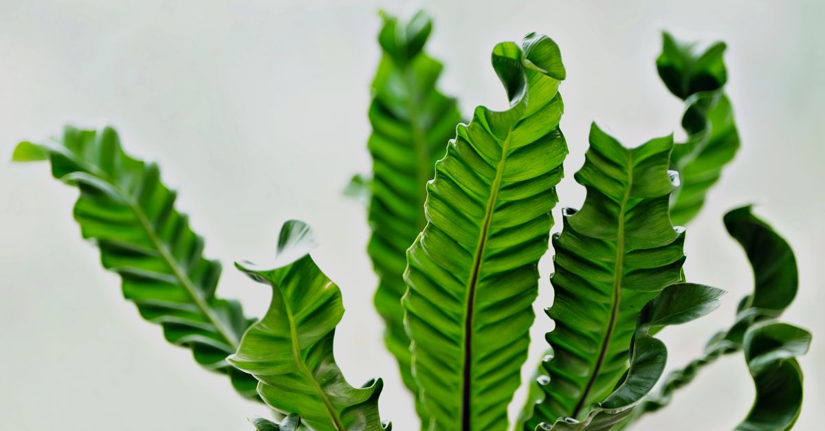 Close-up de folhas verdes luxuriantes de samambaia ninho de pássaro com um fundo suave.