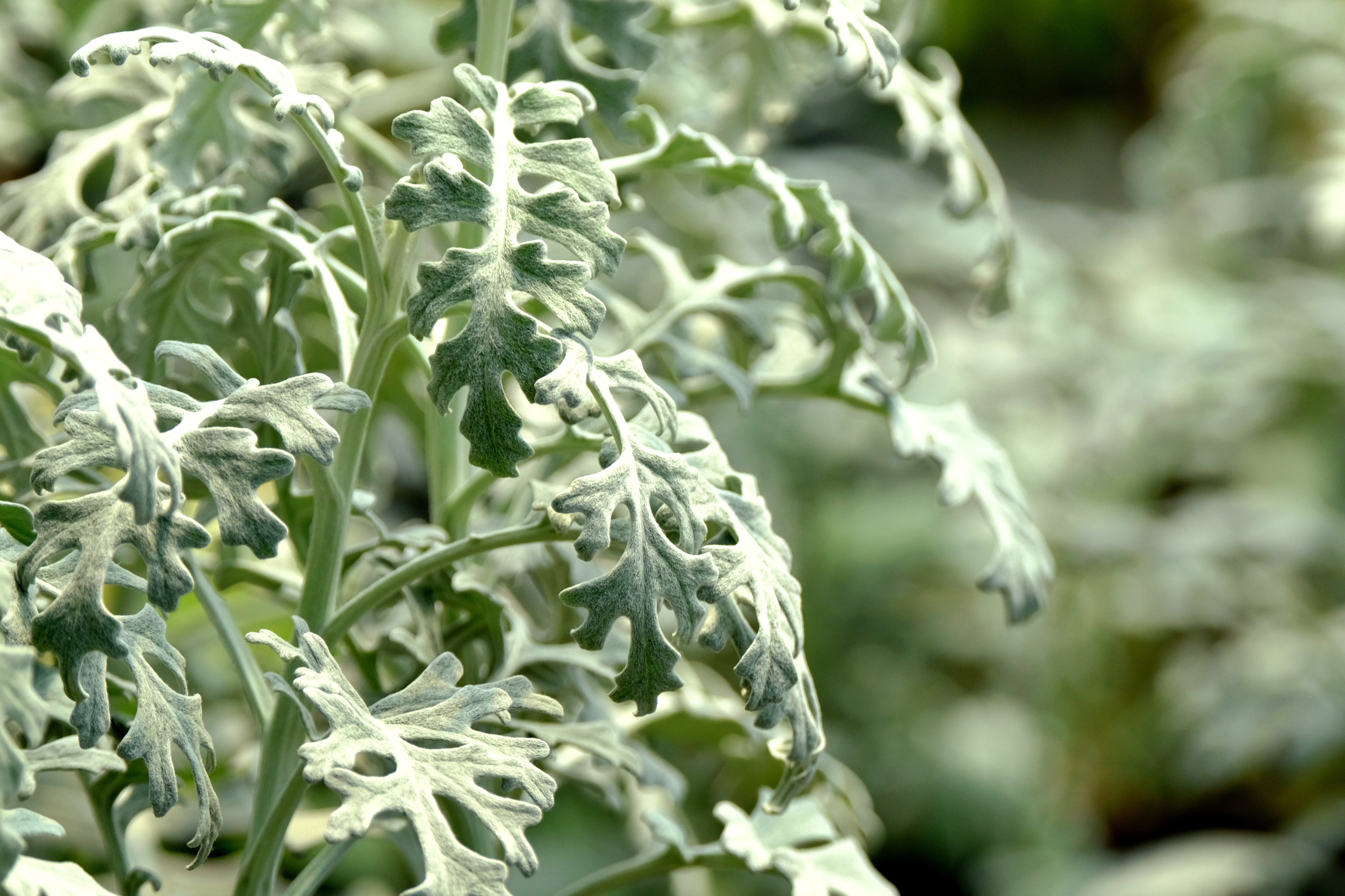 Dan's Silverleaf