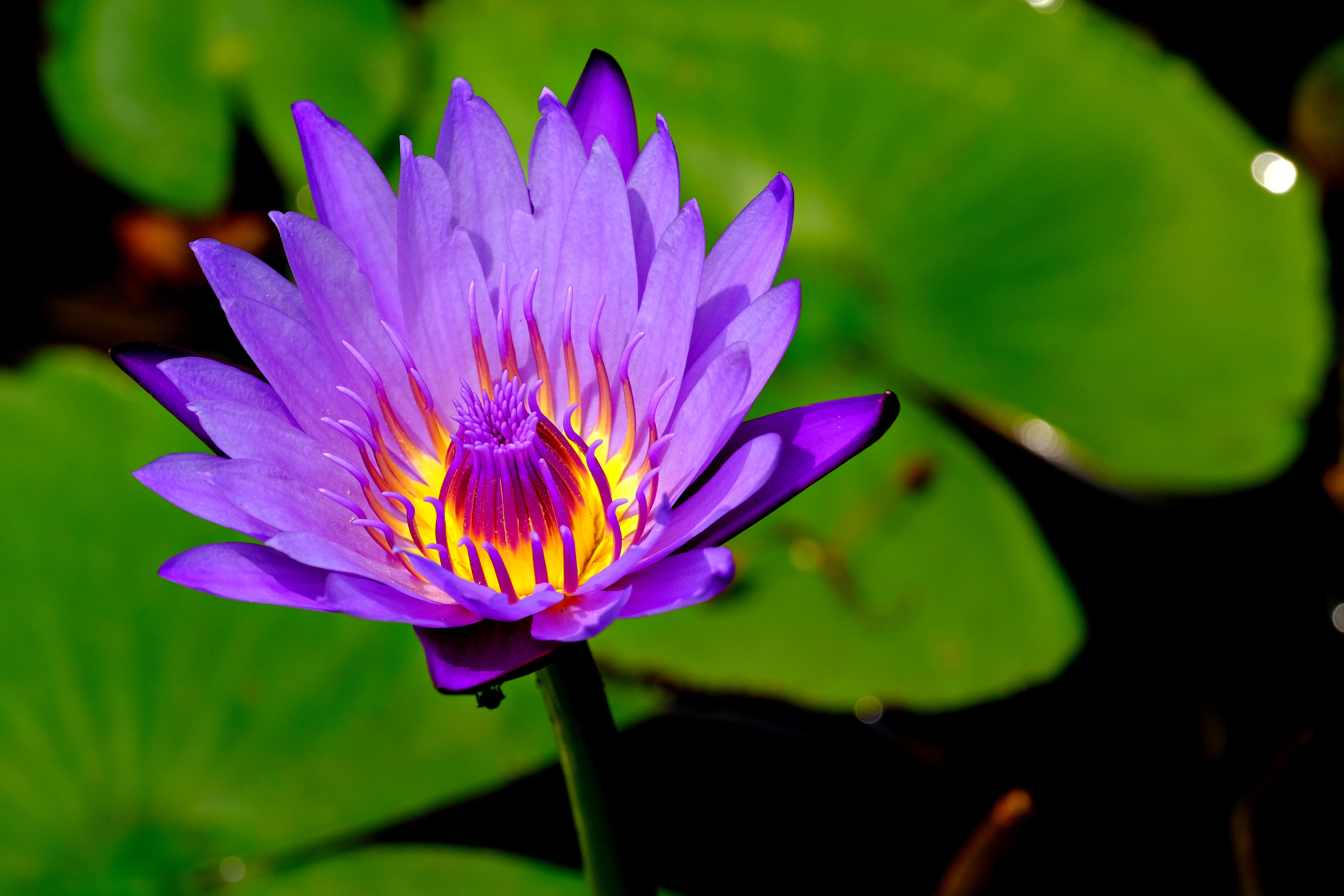 Vibrant Purple Water Lily in Bloom Close-up · Free Stock Photo