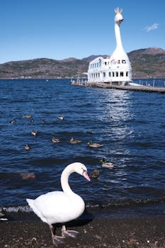 Swan stands gracefully by the lake with a swan-shaped boat in the background.
