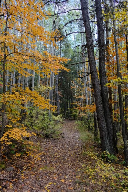 Free A tranquil forest path surrounded by colorful autumn leaves and tall trees, creating a peaceful natural setting. Stock Photo