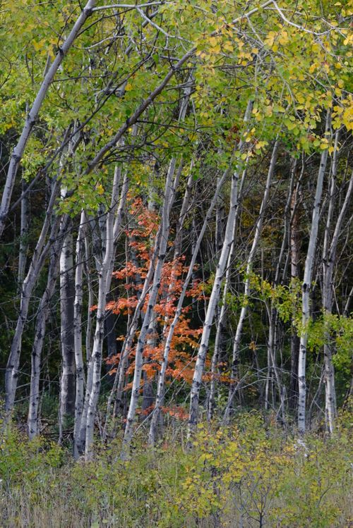Free Autumn foliage with vivid orange leaves contrasts against white birch trees in forest. Stock Photo