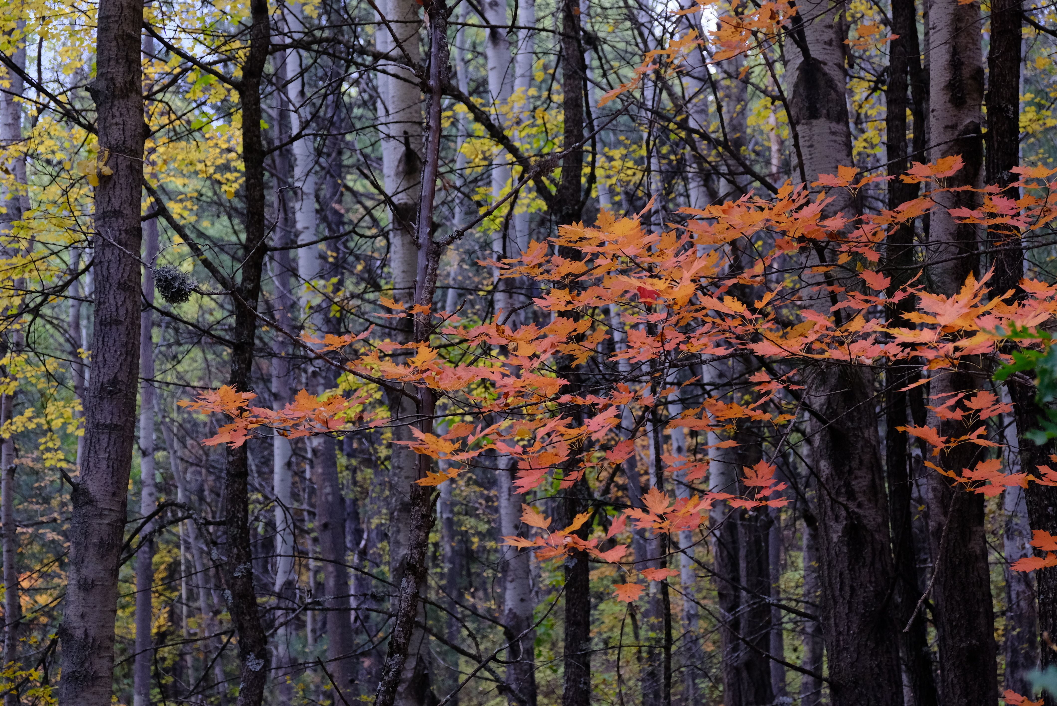 Vibrant Autumn Foliage in Tranquil Forest · Free Stock Photo