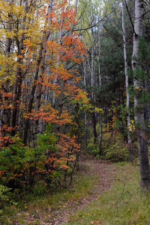 Free A peaceful pathway through a vibrant autumn forest filled with birch trees. Stock Photo
